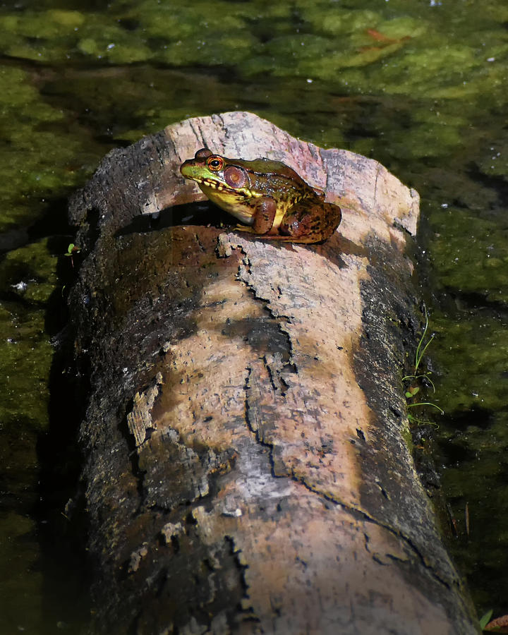 Frog On A Log 001 Photograph by George Bostian