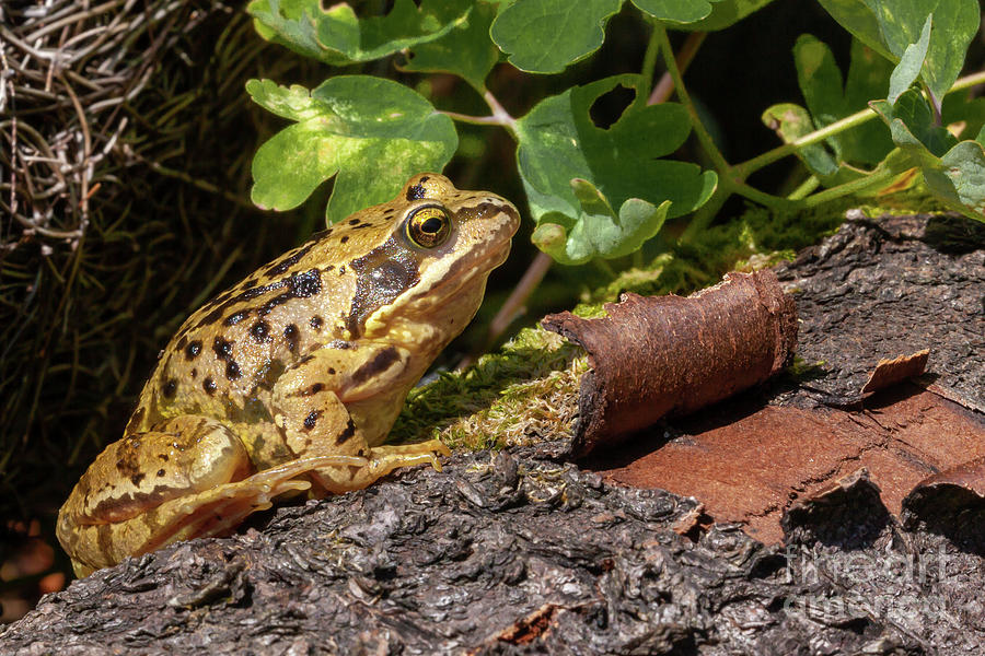 Frog on a log close up Photograph by Simon Bratt