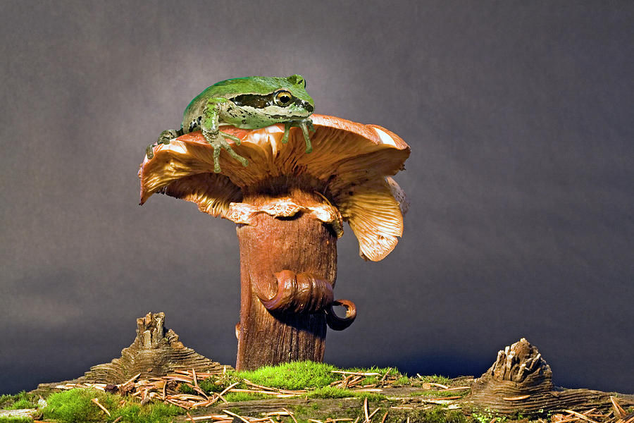 Frog On A Mushroom Photograph by Buddy Mays