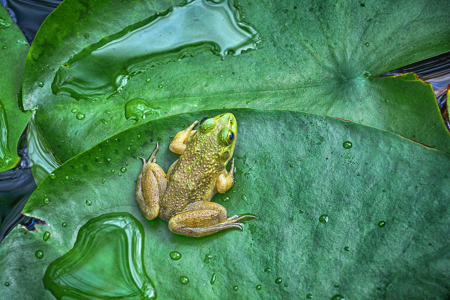 Frog on a Pad Photograph by WAZgriffin Digital