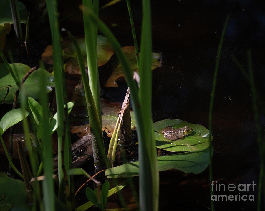 Frog on Lilly Pad 2 Photograph by Lorraine Cosgrove