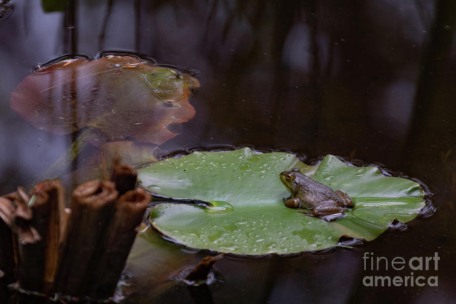 Frog on Lilly Pad Photograph by Lorraine Cosgrove