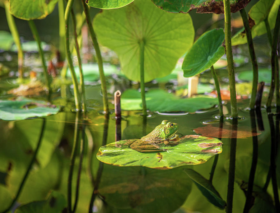 Frog on Lily Pad 2 Photograph by Michael Saunders