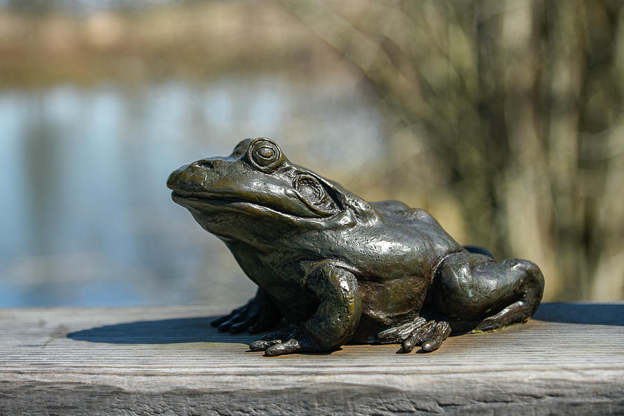 Frog on Railing Photograph by Lynn Thomas Amber