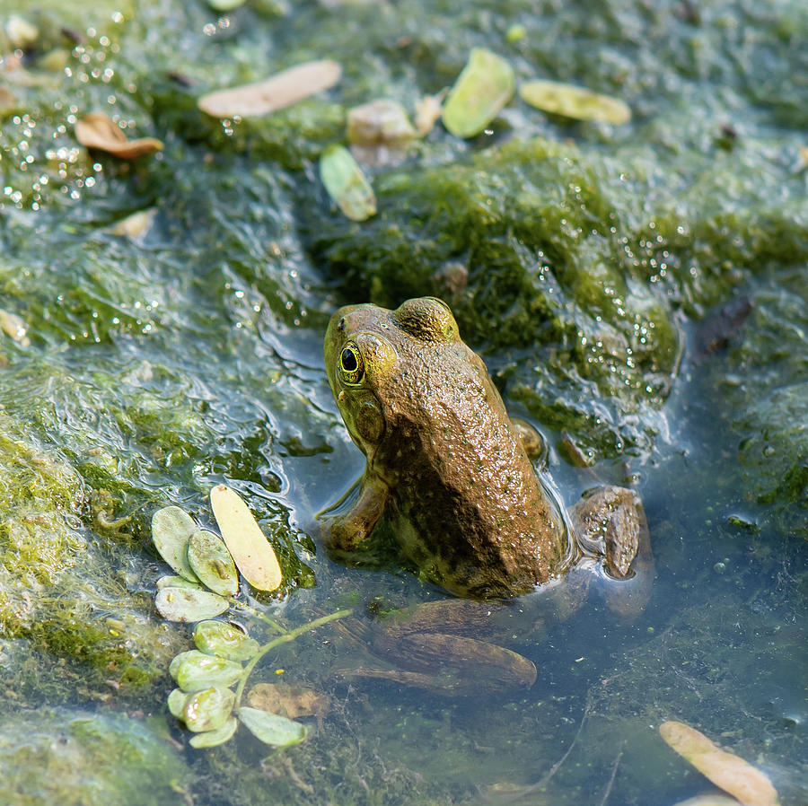 Frog Partway In The Water Photograph