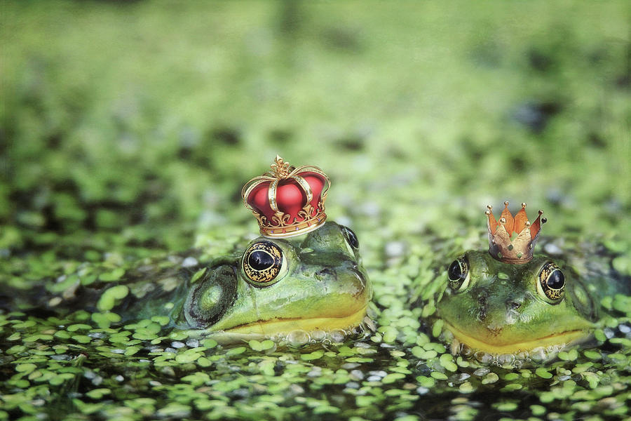 Frog Prince and Frog Princess  Photograph by Carrie Ann Grippo-Pike