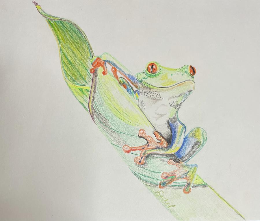 Frog Drawing by Rachel Artiste - Fine Art America
