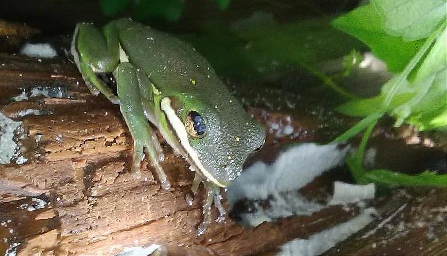 Frog Photograph By Roger Smith