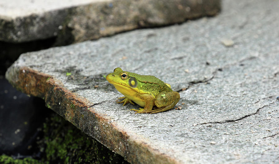 Frog Sitting on Rock Ledge 9094 Photograph by Jack Schultz