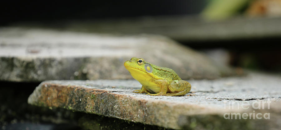 Frog Sitting on Rock Ledge 9097 Photograph by Jack Schultz