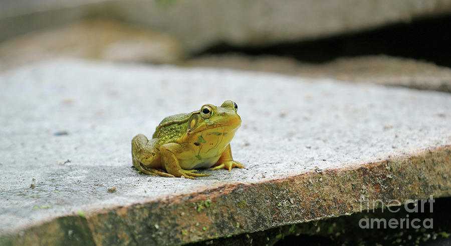 Frog Sitting on Rock Ledge 9104 Photograph by Jack Schultz