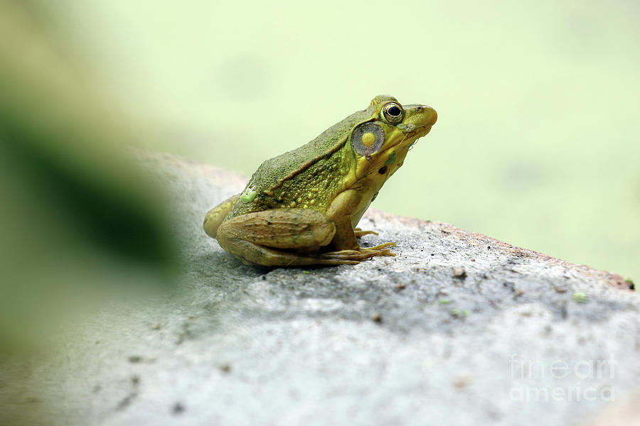 Frog Sitting on Rock Ledge 9131 Photograph by Jack Schultz