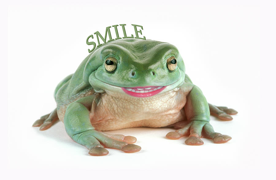 Frog SMILE Photograph by Gail Shumway - Fine Art America