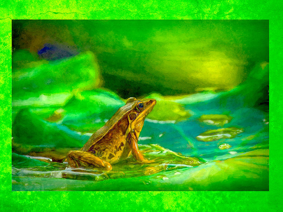 Frog Digital Art by Steven Parker