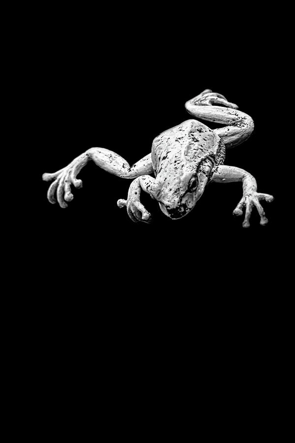 Frog Photograph by Tom Van den Bossche