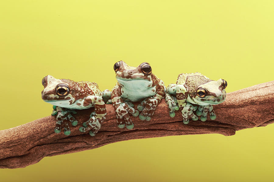 Frog Trio Photograph by Lindley Johnson