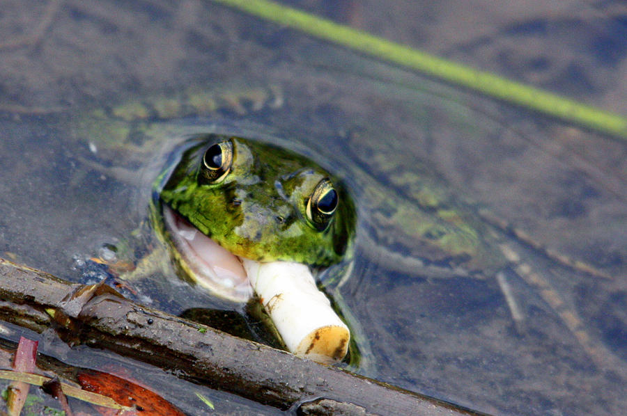 Frog with Cigarette Photograph by WhisperingClover
