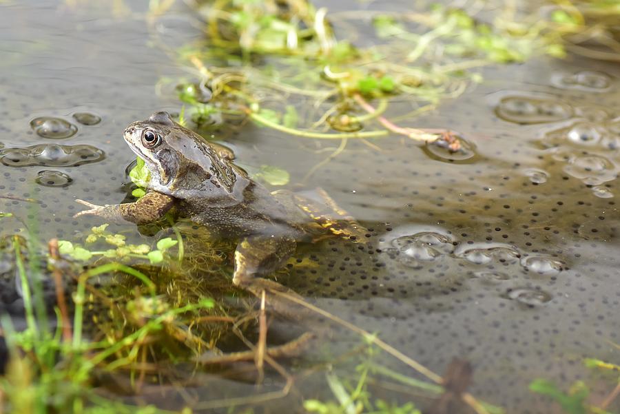 Frog With Spawn Photograph