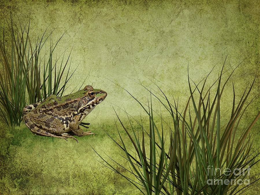 Froggy Went a-Courtin Digital Art by Judi Bagwell