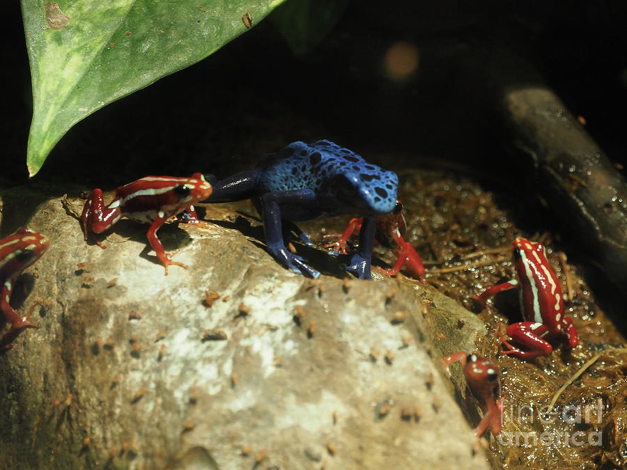 Frogs Photograph by Adrienne Franklin