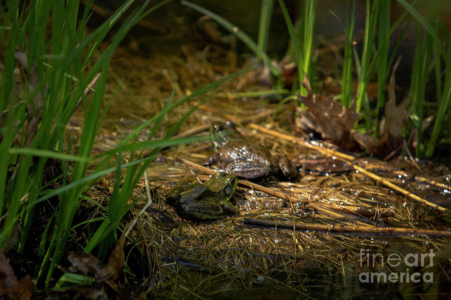 Frogs in a pond Photograph by Mark Triplett