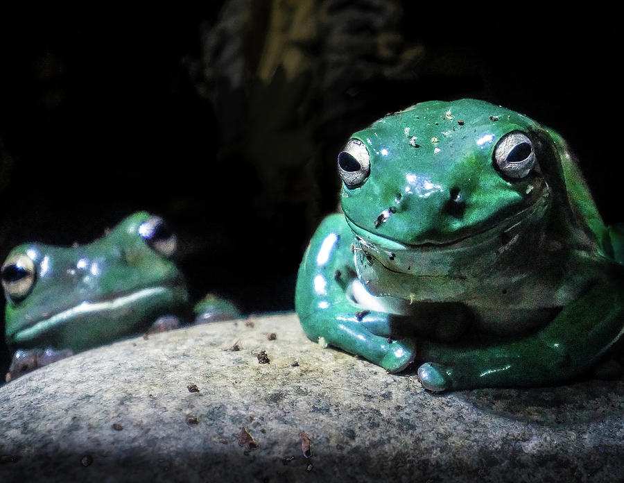 Frogs in Melbourne, Australia Photograph by David Morehead