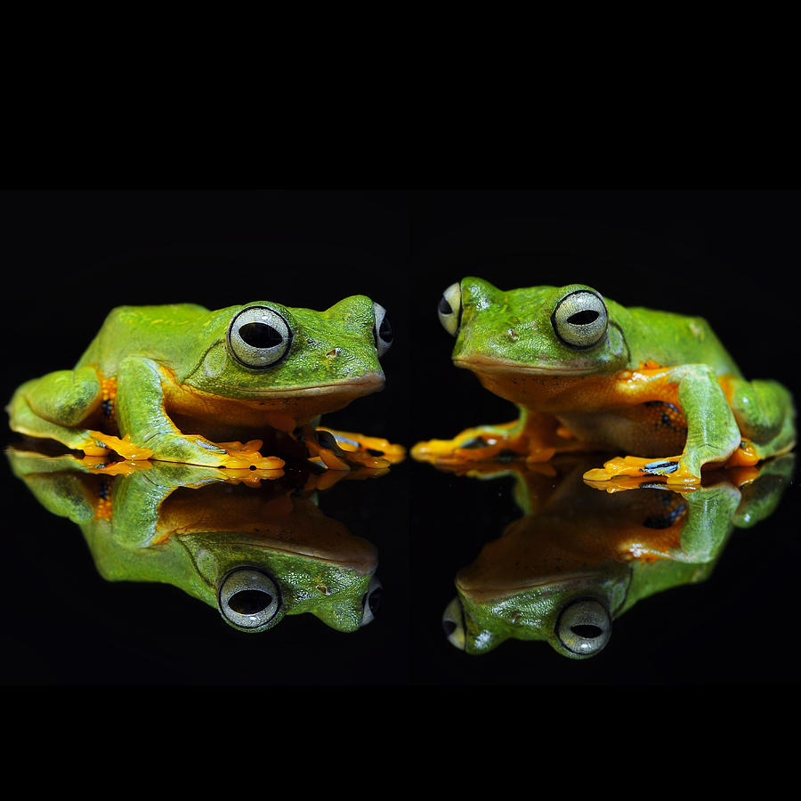 Frogs In the Dark Photograph by Beautiful Nature Prints