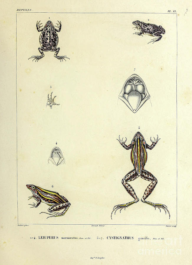 Frogs of South America b1 Photograph by Historic illustrations
