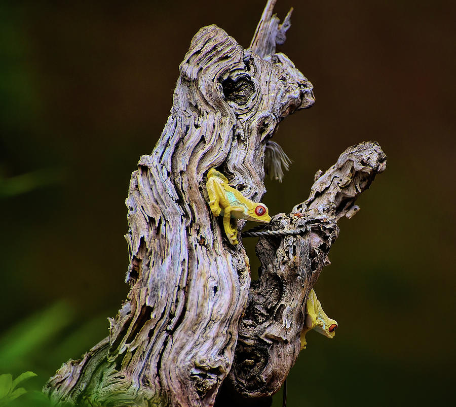 Frogs On A Dead Tree Still Life Photograph