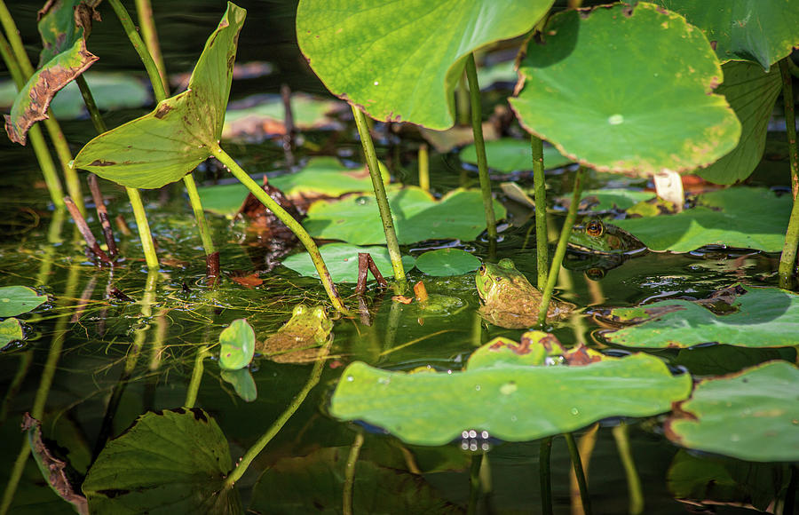 Frogs on Lily Pads 3 Photograph by Michael Saunders