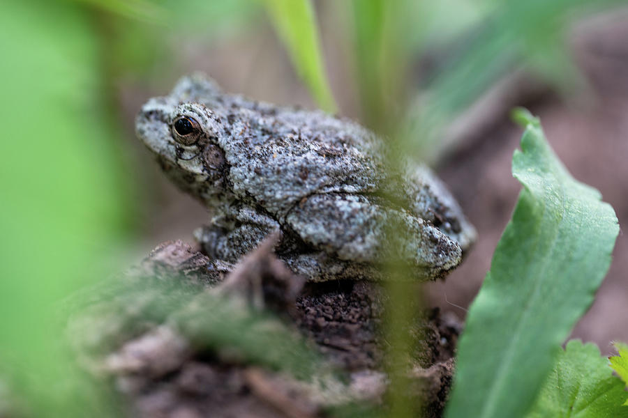 Frogs Side Eye Photograph by Brooke Bowdren