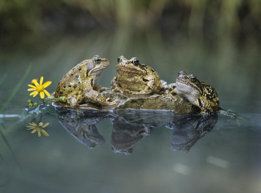 Frogs Sitting on Rock Photograph by IPGGutenbergUKLtd