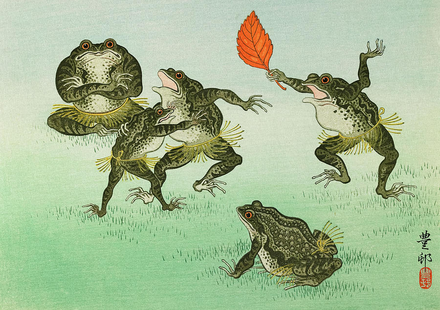fighting frogs