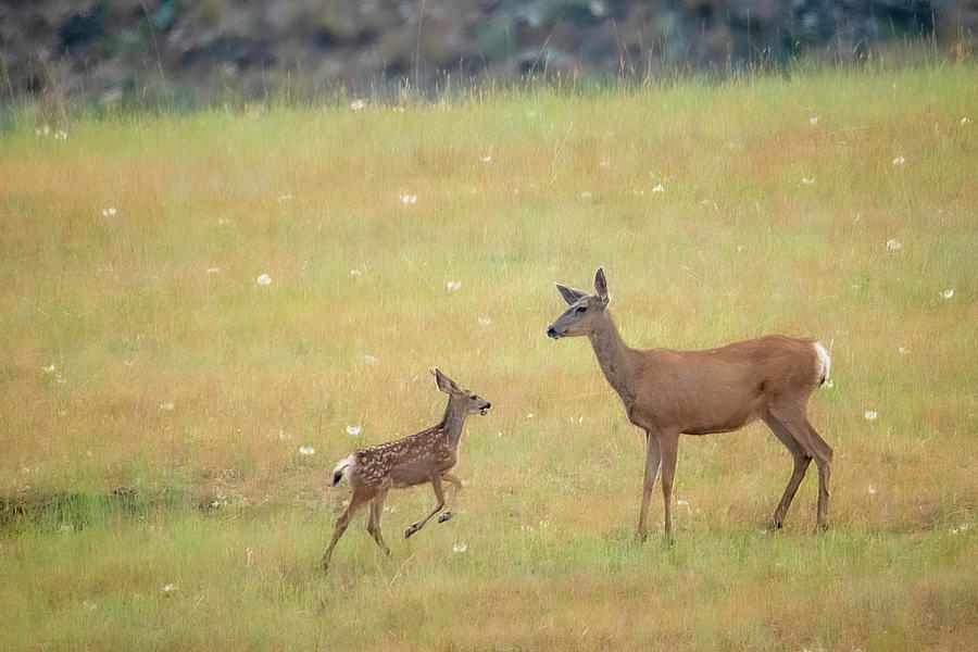 Frolicking Fawn 2 Photograph by Cory Milligan - Fine Art America