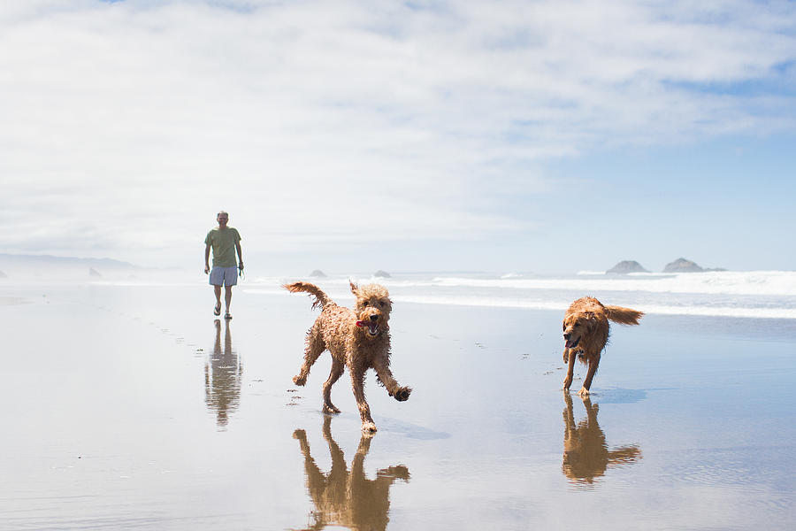 Frolicking on the beach with dogs Photograph by Photo by Jules Clark