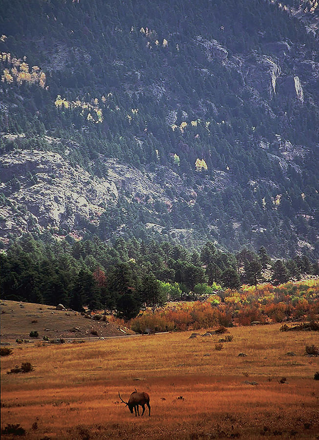 Elk In a Distance Photograph by Joanne Rungaitis - Fine Art America