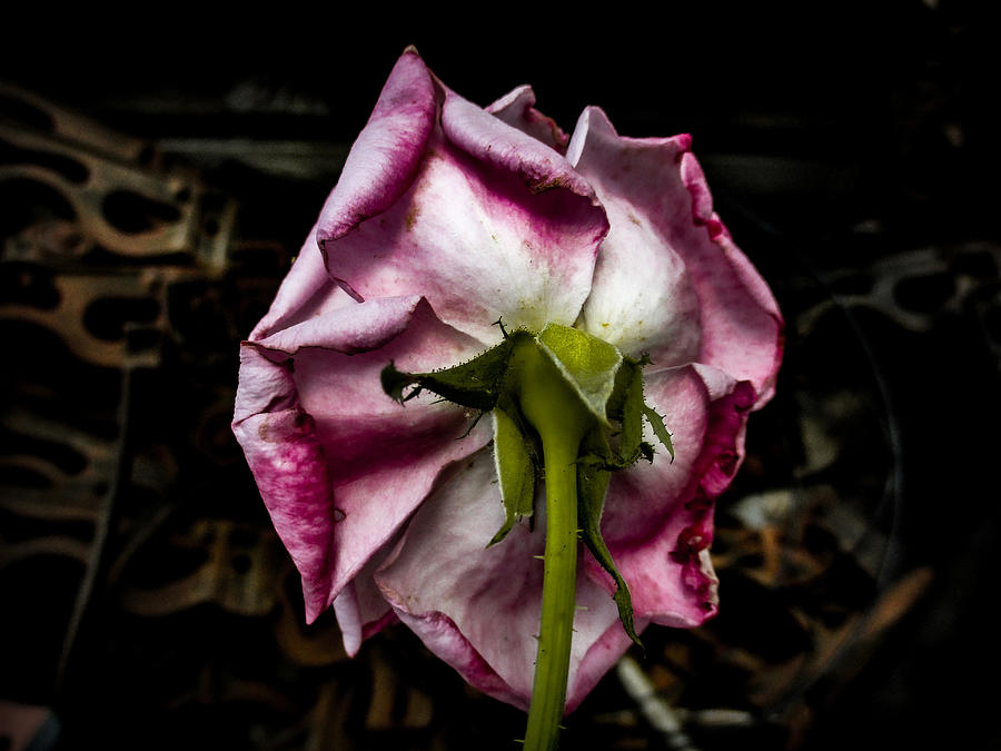 From Behind a Faded Pink Rose  Photograph by W Craig Photography