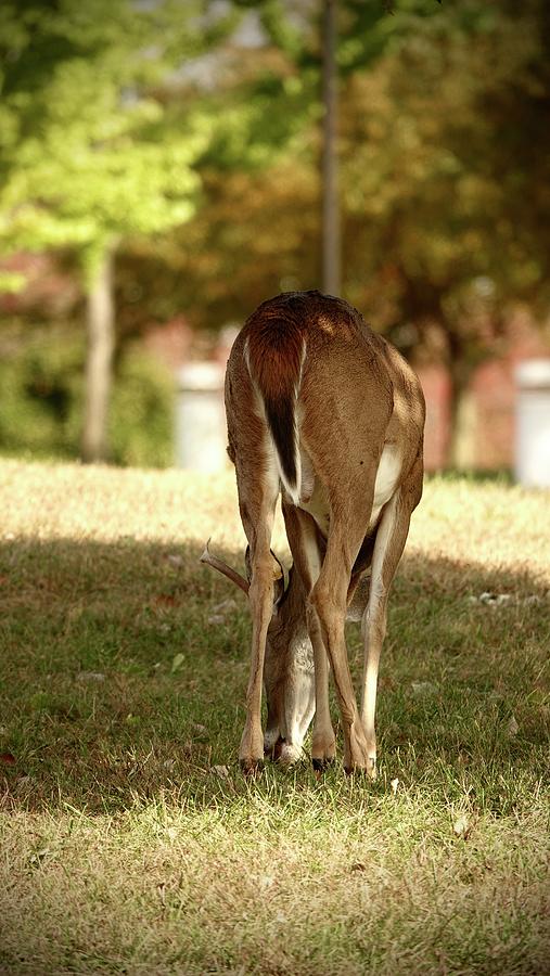 From Behind Photograph by Faith Williams