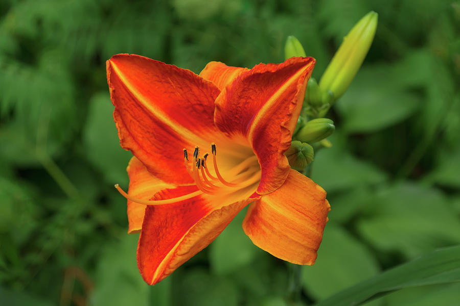 From Bold Vermilion To Flame Orange - One Glorious Daylily Bloom Photograph