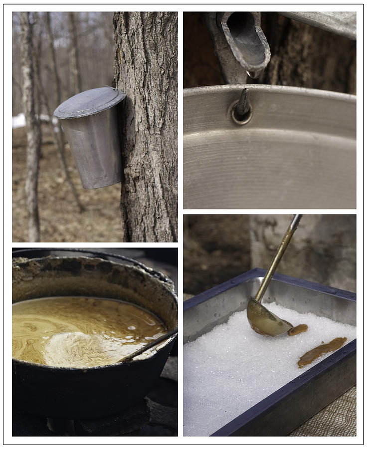 From maple tree to taffy Photograph by Danielle Donders