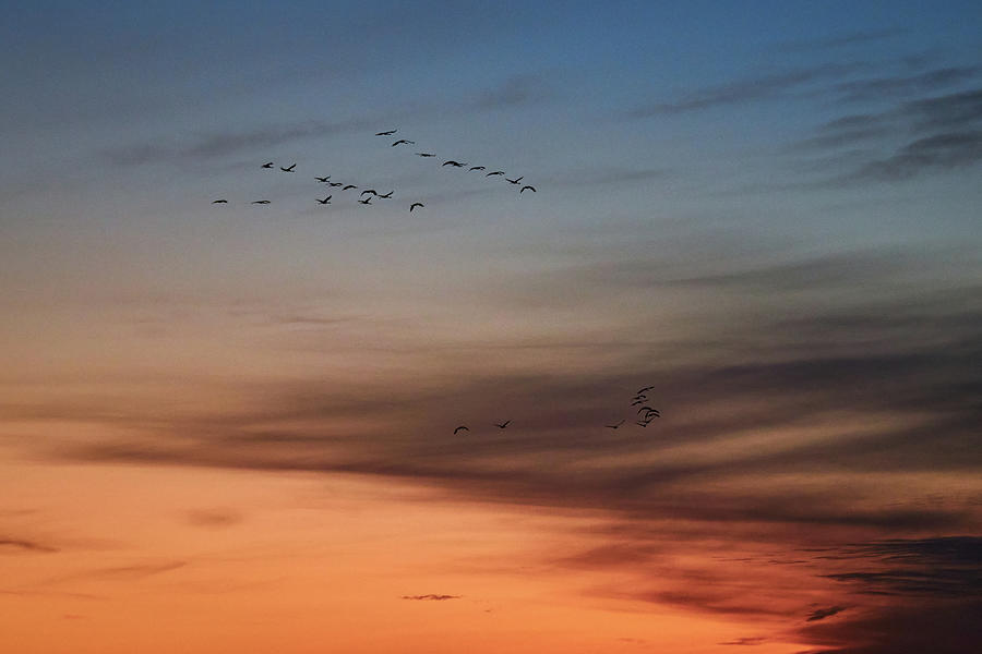 From orange to blue and purple. Evening of the cranes Photograph by Jouko Lehto