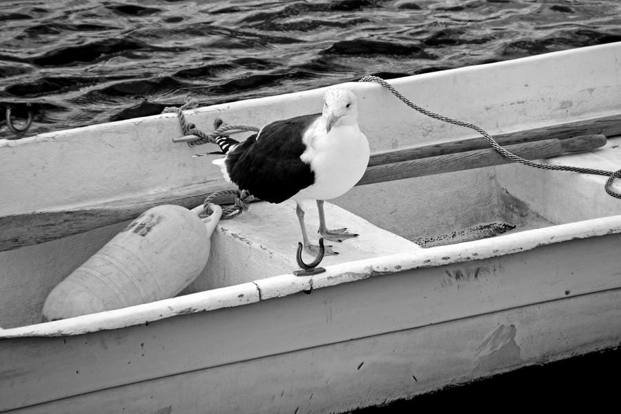 From Rockport MA A seagull chilling out in a rowboat Black and White Photograph by Toby McGuire