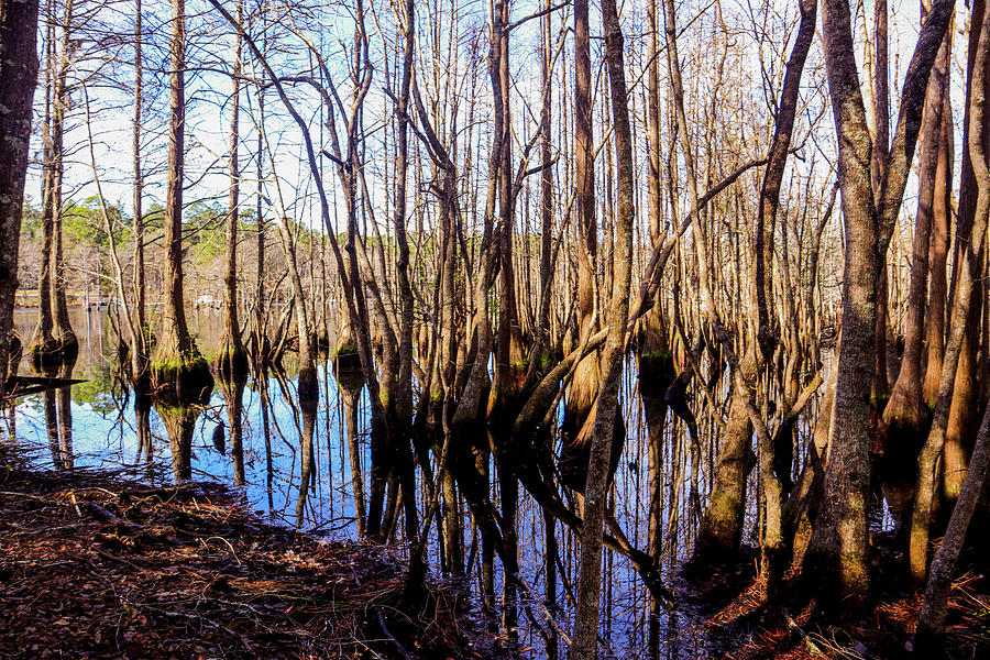 From Swamp To Pond Photograph