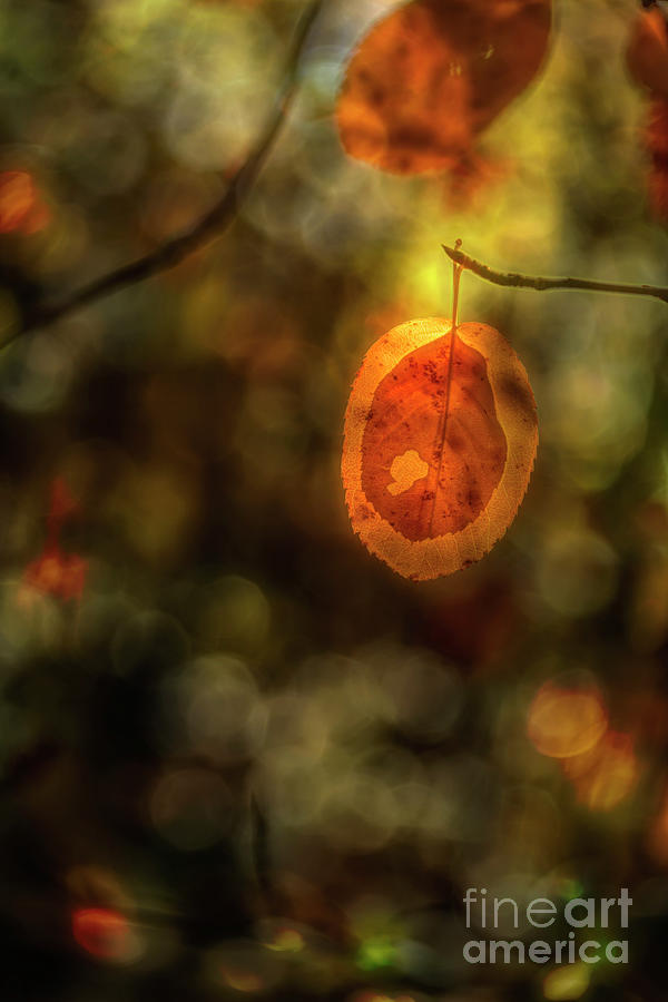 From The Autumn Forest Photograph