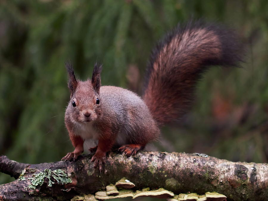 From the forests so dark. Eurasian red squirrel Photograph by Jouko Lehto