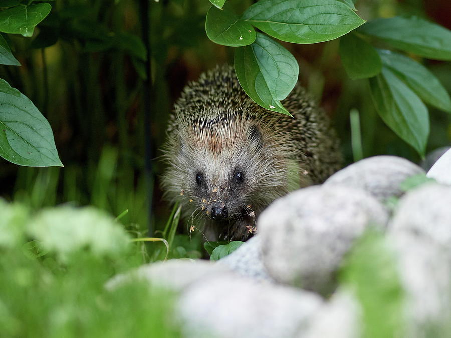 From the green shadows. European hedgehog Photograph by Jouko Lehto