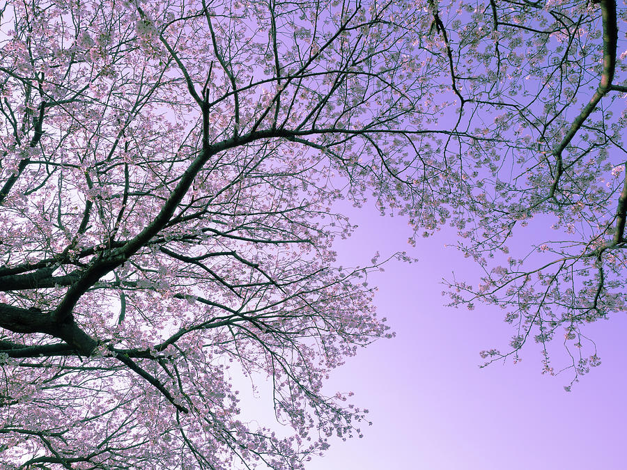From the Purple Sky Photograph by Yuka Kato