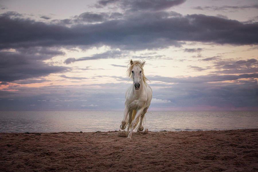 From the Sea - Horse Art Photograph by Lisa Saint