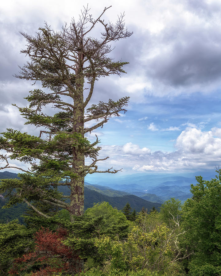 Mountain Photograph - From Waterrock Knob to the Smokies  - Blue Ridge Parkway by Susan Rissi Tregoning