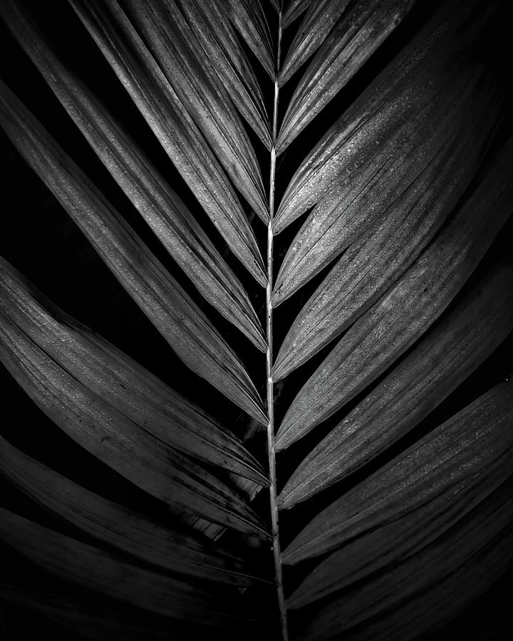 Frond Photograph by Joseph Smith